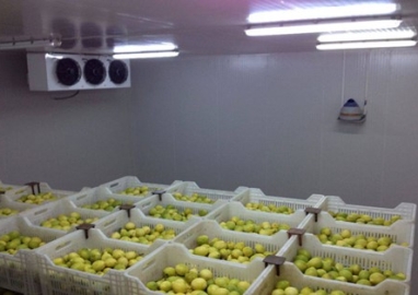 Cold storage for fruits in Dong Thap